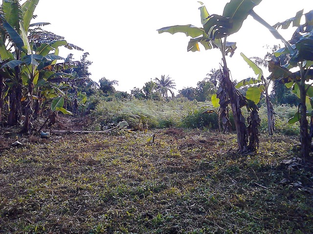 Land behind school building.jpg